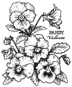 an ink drawing of flowers with the words fancy vibrance on it's side