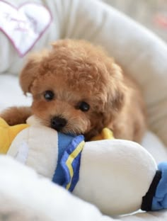 a small brown dog sitting on top of a white couch next to a stuffed animal