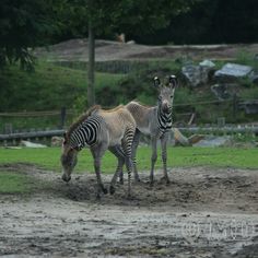 two zebras standing next to each other on a dirt field with trees in the background