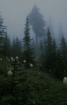 sheep grazing in the forest on a foggy day with tall pine trees behind them