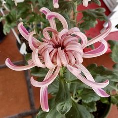 a pink flower with green leaves in a pot