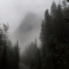 a foggy forest filled with lots of trees