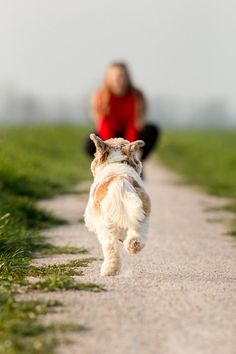 a small white and brown dog running down a road with a woman in the background