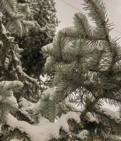 snow covered pine trees in the winter with evergreen needles and cones on it's branches