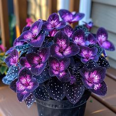 purple flowers in a black pot on a table