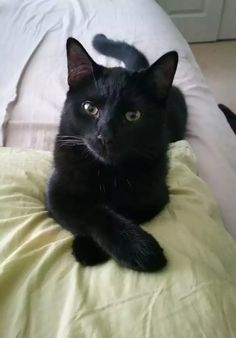 a black cat laying on top of a bed