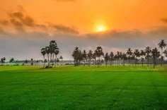 the sun is setting behind palm trees in an open field