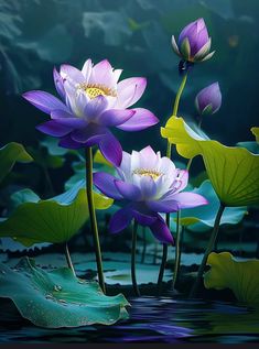 three purple water lilies with green leaves floating on the water in front of a dark background