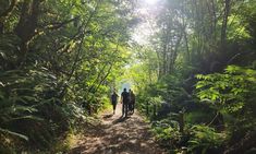 three people walking down a trail in the woods