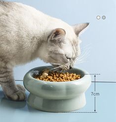 a cat is eating from a bowl full of food