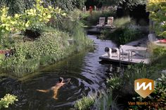 two dogs are swimming in the pond with their owners