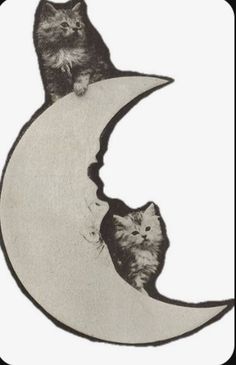 two cats are sitting on the moon together