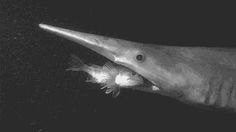 a black and white photo of a shark with the words black bag on it's side