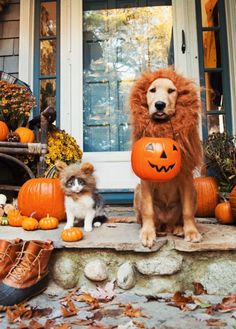 a dog wearing a lion costume sitting next to a cat on the front porch with pumpkins