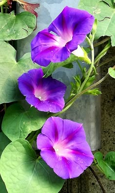 purple flowers growing on the side of a building with green leaves around them and water droplets on their petals