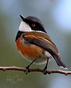 a bird sitting on top of a tree branch with an orange and black headband