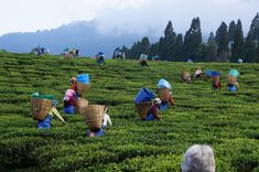 Mother India, Northeast Region, Nuwara Eliya, Tea Estate, Northeast India, Cycling Tour, Factory Tours