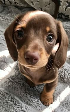 a small brown dog sitting on top of a blanket