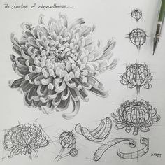 a drawing of flowers on paper next to a pen