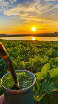 a person is holding a cup in their hand while the sun sets over water plants