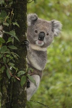 a koala bear climbing up the side of a tree