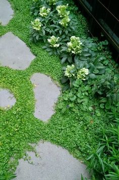 a garden with green plants and stepping stones