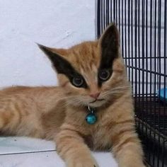 an orange and black kitten laying on the ground next to a birdcage with blue eyes