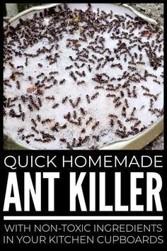 the cover of quick homemade ant killer with non - toxic ingredients in your kitchen cupboards