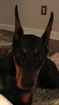 a black and brown dog laying on top of a rug