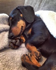 Dachshund, Instagram, Black