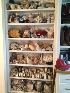 the shelves are filled with many different types of seashells and other sea creatures