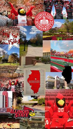 the collage shows many different sports teams in red and black uniforms, including one with a bird on his head