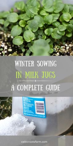 a metal bowl filled with snow next to green plants and text overlay that reads winter sowing in milk jugs a complete guide