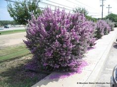 purple flowers line the sidewalk in front of a parking lot