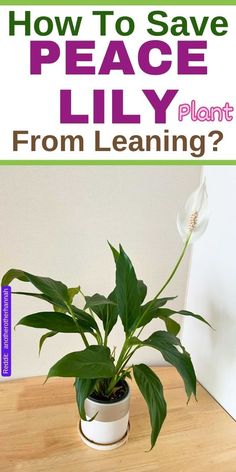 a potted plant with the words how to save peace lily from leaning on it