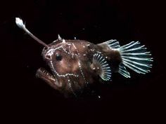 a close up of a fish on a black background with light shining through it's eyes