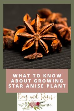 anise star with the words, what to know about growing star anise plant