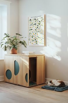 a cat laying on top of a rug next to a wooden cabinet and potted plant