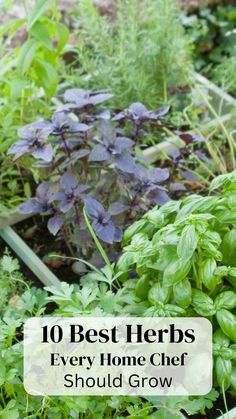 herbs are growing in the garden with text overlay that reads 10 best herbs every home chef should grow