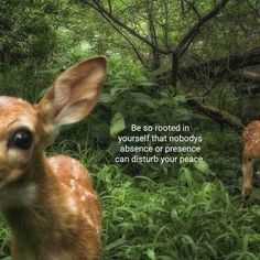 two deers in the woods one is looking at the camera and the other is staring