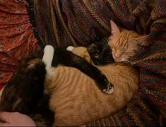 two cats are sleeping on top of each other