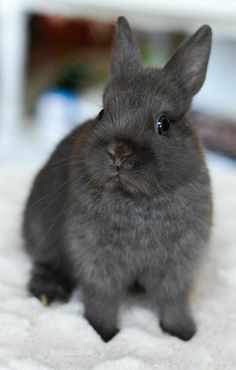 a small gray rabbit sitting on top of a white blanket