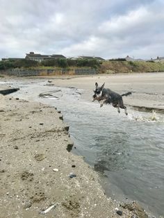 a dog is jumping into the water to catch a frisbee