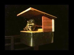 a cat sitting on top of a wooden structure