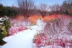 a snow covered field with trees and bushes