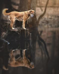 a brown dog standing on top of a wooden log next to a body of water