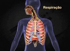 an image of the human body with ribs and thoraches in spanish, as well as captions