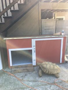 a tortoise shell laying on the ground in front of a building with stairs