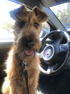 a brown dog sitting in the driver's seat of a car