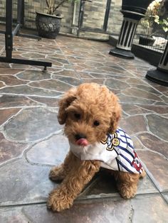 a small brown dog sitting on top of a stone floor